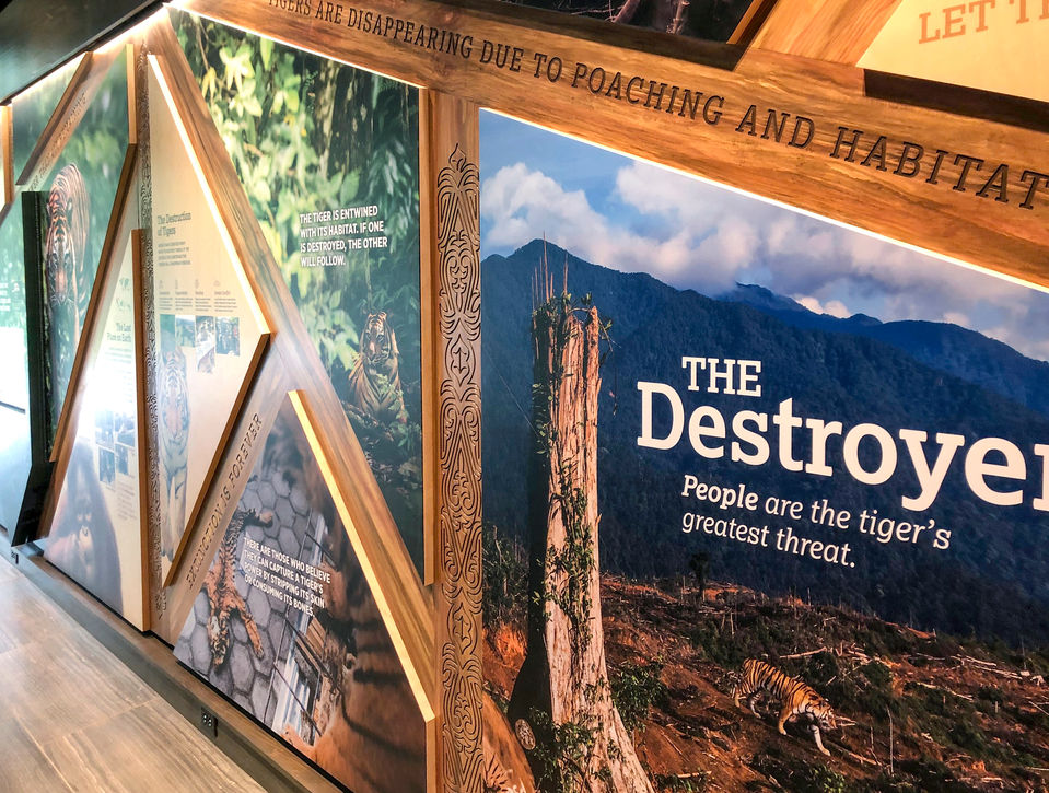 Exhibit wall titled “The Destroyer” showing deforestation imagery and messages about human impact on tiger habitats.