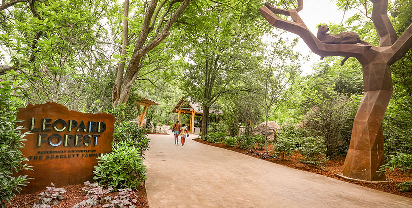 Leopard Forest