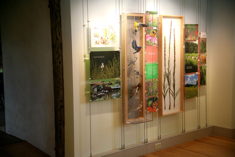 Exhibit wall with mounted specimens and meadow graphics – A well-lit gallery wall displays bird models, pressed plants, and interpretive graphics highlighting pollinator habitats.