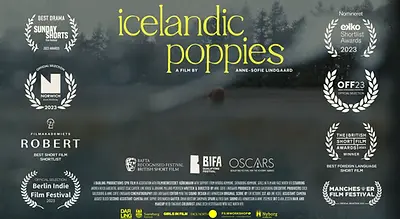 icelandic poppies.webp