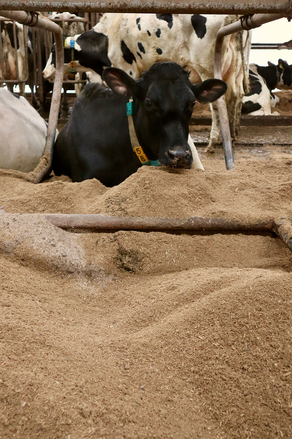 Dunkles Kalb liegt im Stall auf Einstreu