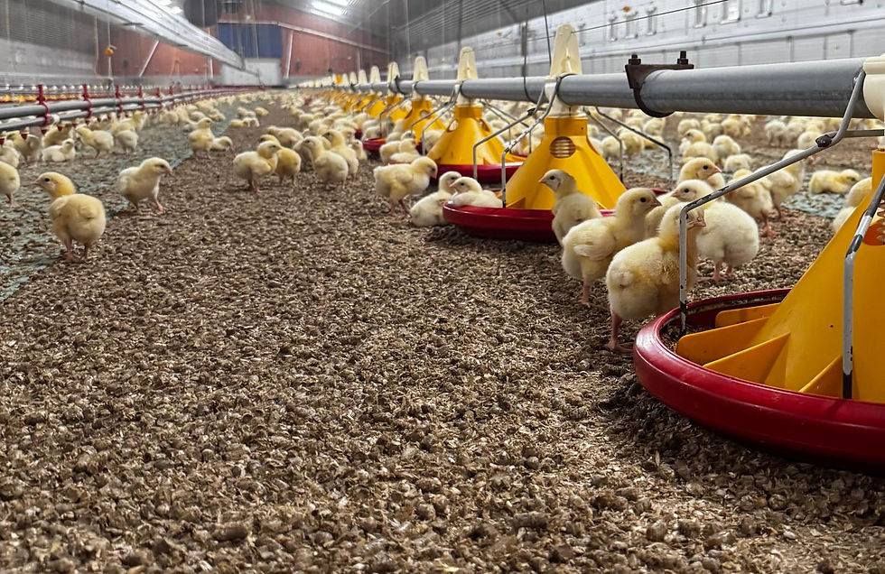 Viele Küken in einem Stall mit Futtertrögen