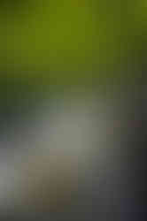 Firmament