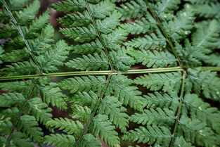 Bracken Fern
