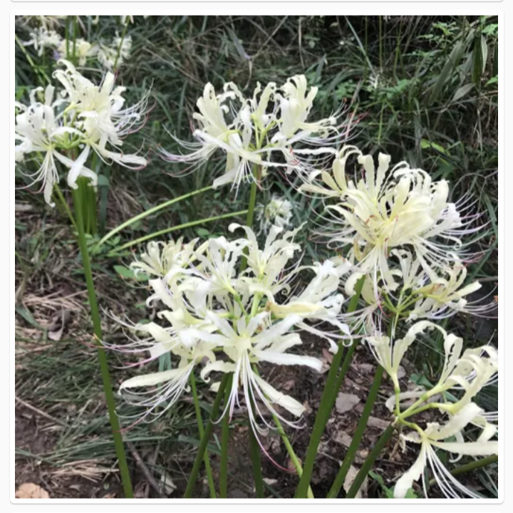 Thumbnail: LYCORIS RADIATA (रेड स्पाइडर लिली)