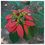 Thumbnail: EUPHORBIA PULCHERRIMMA
