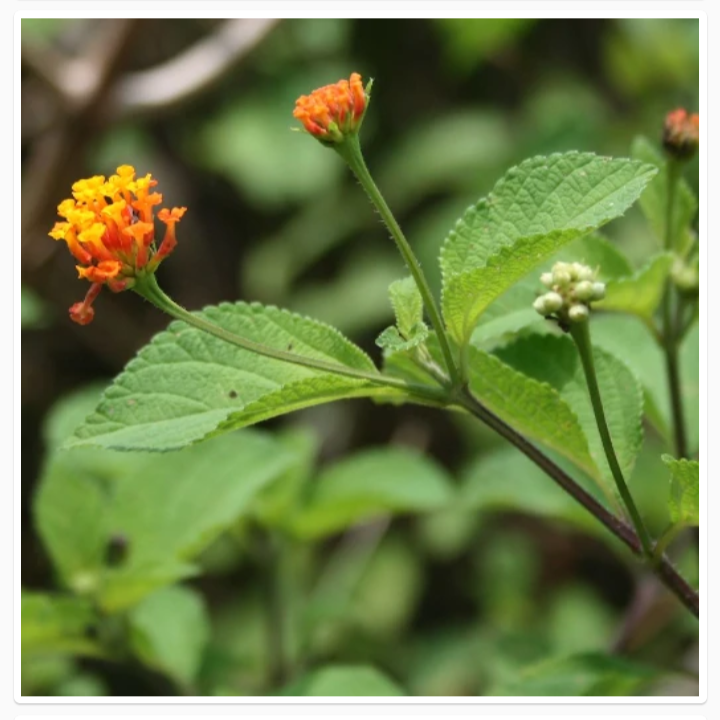 Thumbnail: LANTANA CAMARA