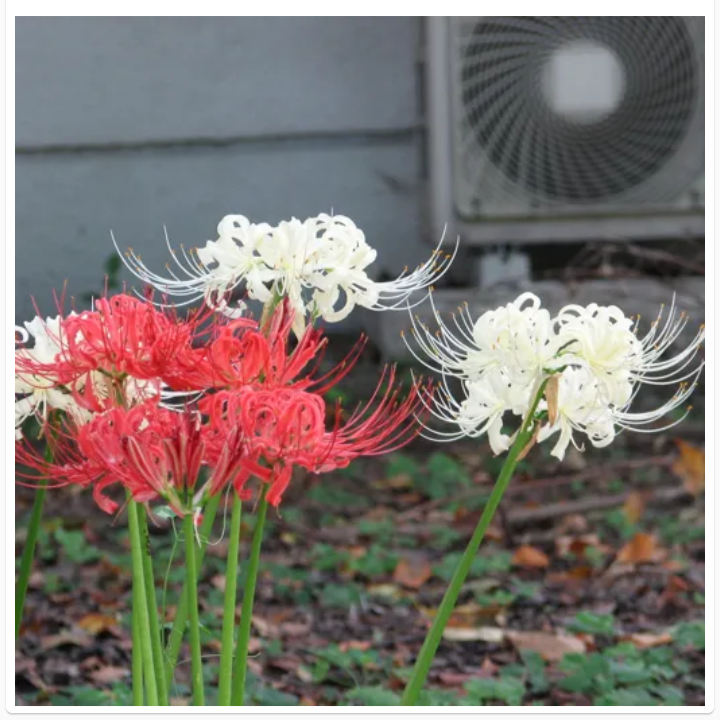 Thumbnail: LYCORIS RADIATA (रेड स्पाइडर लिली)