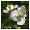 Thumbnail: SAGITTARIA LATIFOLIA