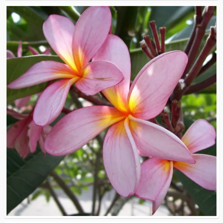 PLUMERIA RUBRA (गुलैन्ची)
