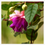 Thumbnail: FUCHSIA MAGELLANICA