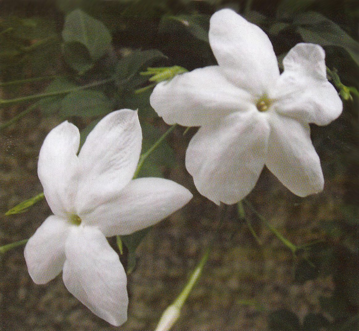 SPANISH JASMINE (चमेली)
