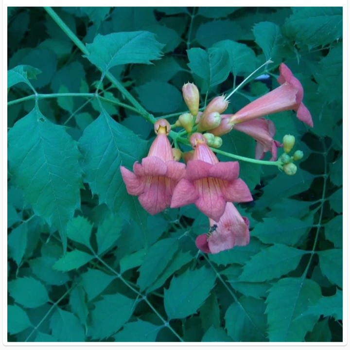 CAMPSIS RADICANS