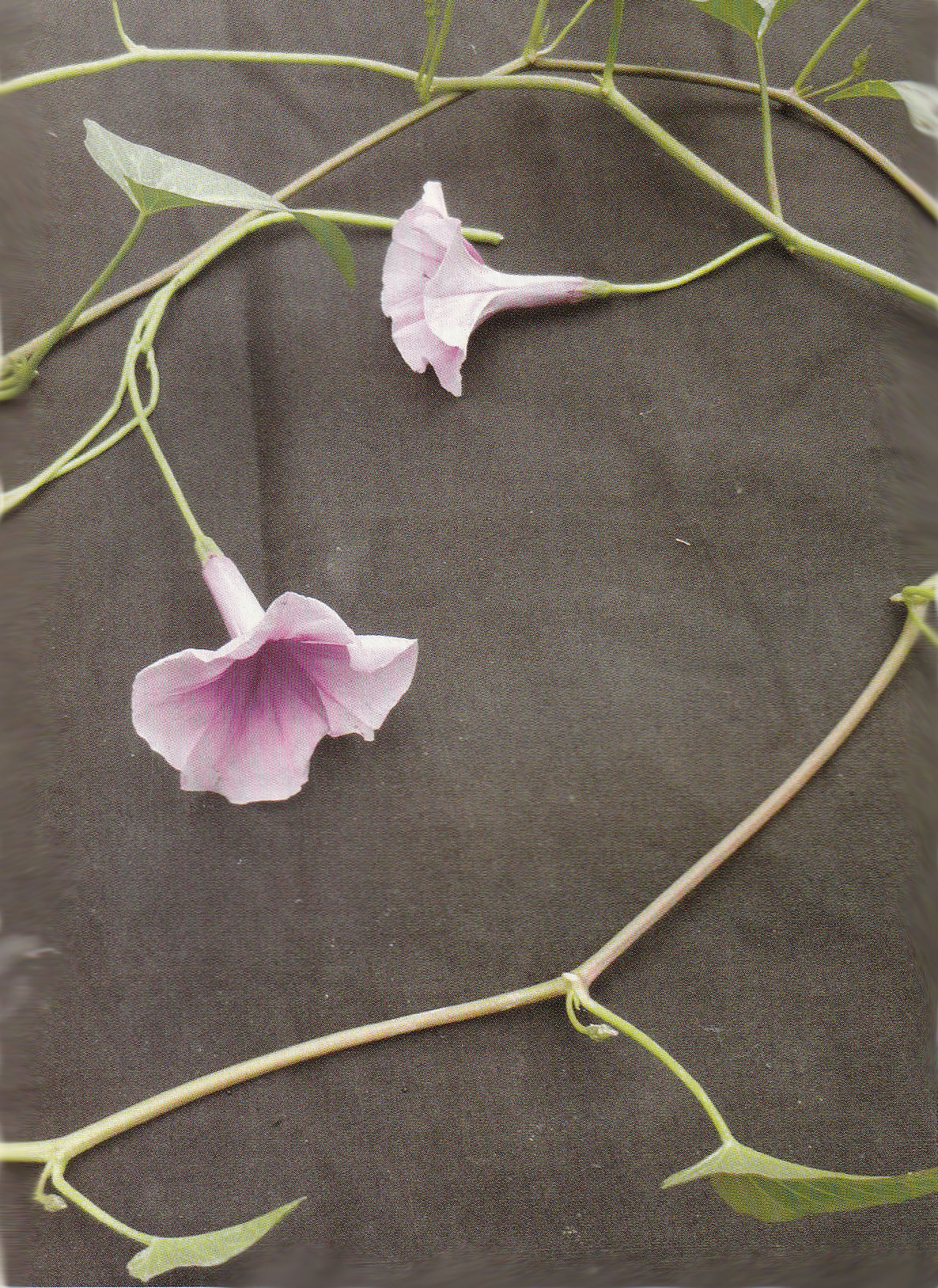 SWAMP CABBAGE (कलम्बी)