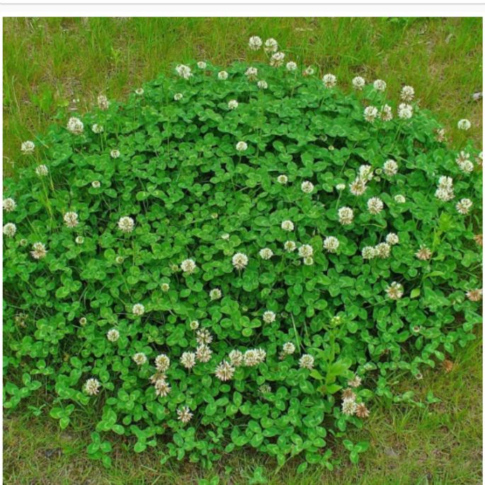 Thumbnail: TRIFOLIUM REPENS