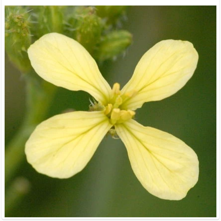 RAPHANUS RAPHANISTRUM
