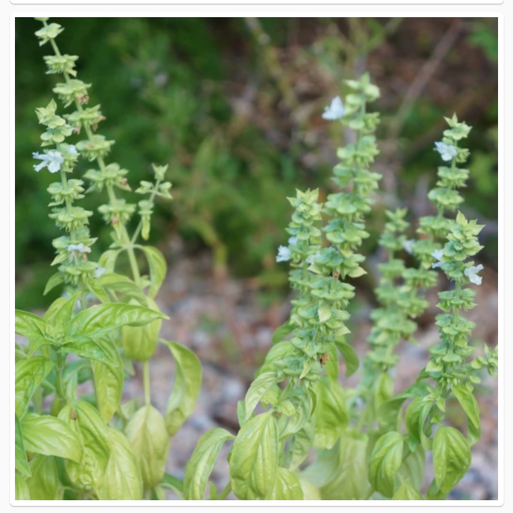 Thumbnail: OCIMUM BASILICUM