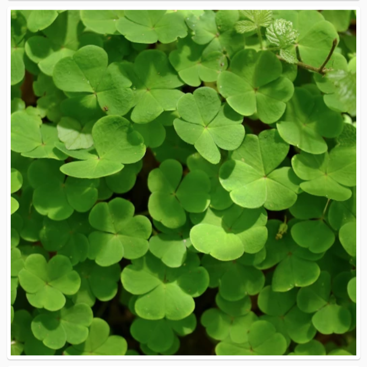 Thumbnail: OXALIS ACETOSELLA (खट्टी मीठी घास)