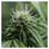 Thumbnail: CANNABIS SATIVA