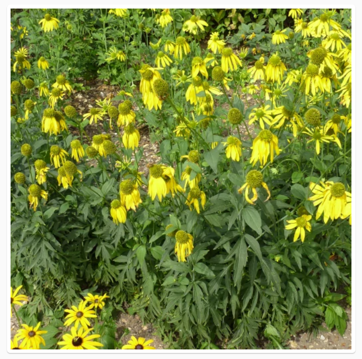 Thumbnail: RUDBECKIA LACINIATA