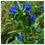Thumbnail: ANCHUSA AZUREA