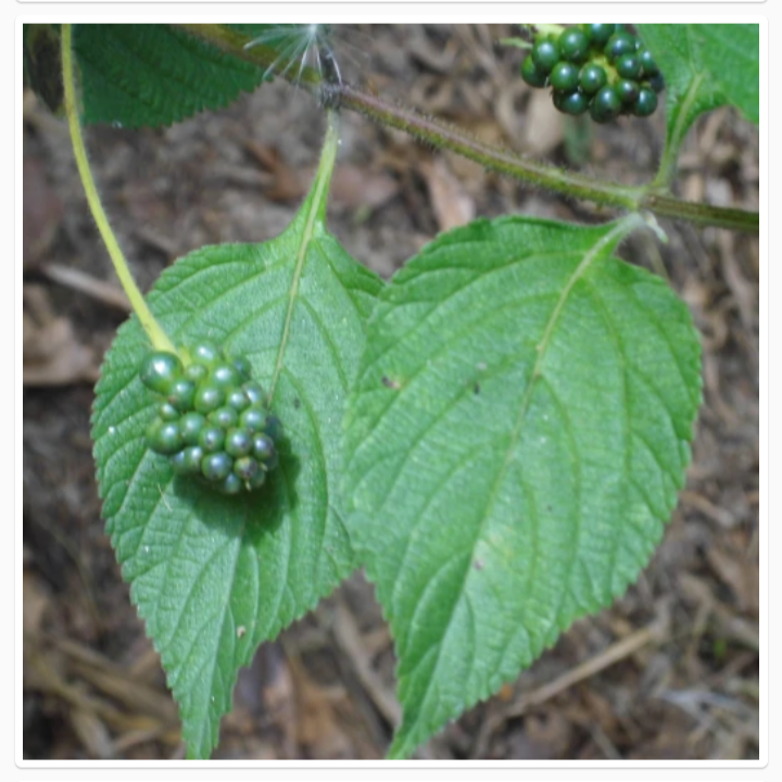 Thumbnail: LANTANA CAMARA