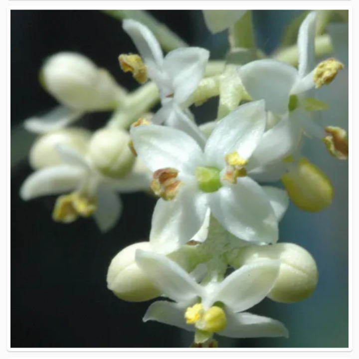 OLEA EUROPAEA (जैतून)