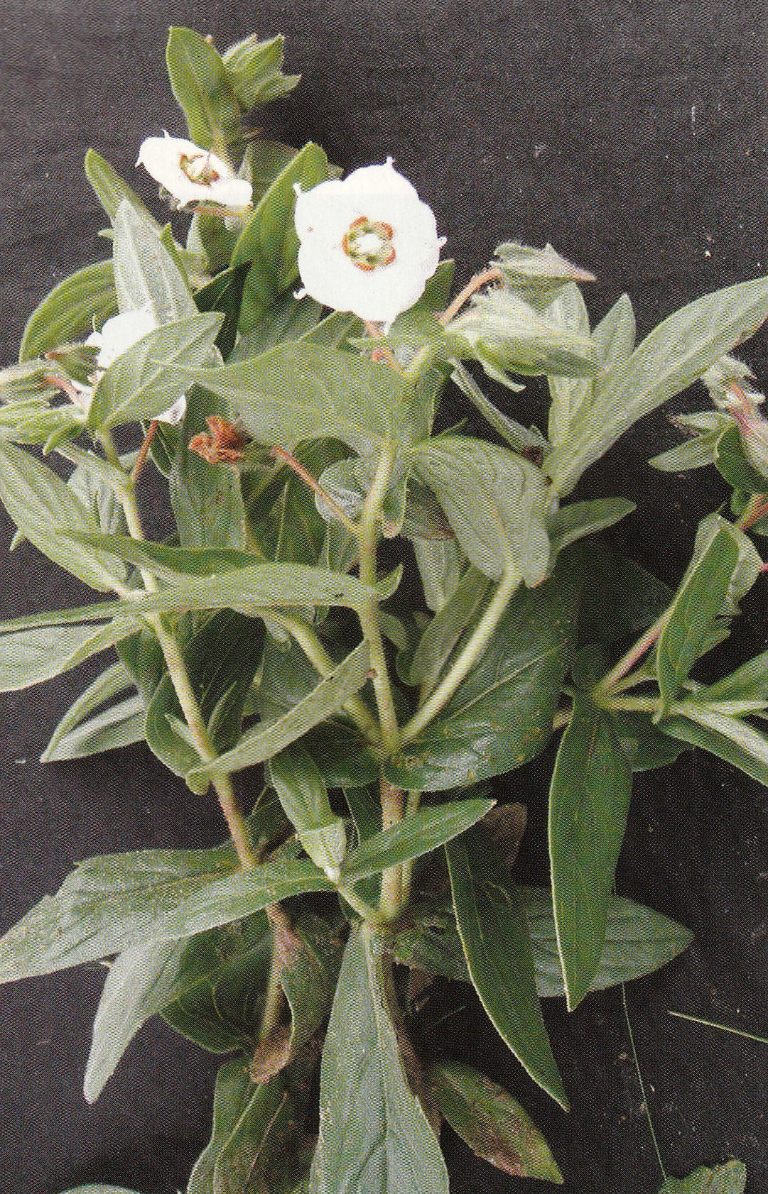 INDIAN BORAGE (अध पुष्पी)