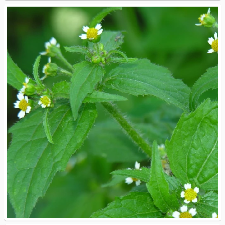 GALINSOGA QUADRIRADIATA