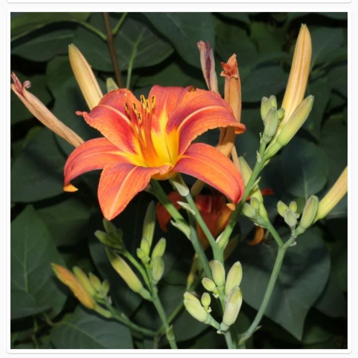 Thumbnail: HEMEROCALLIS FULVA (ऑरेंज डे लिली)