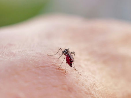 Dengue-Fieber und Chikungunya könnten bald in Europa endemisch sein: Forschungsergebnisse / Foto: © AFP/Datei.