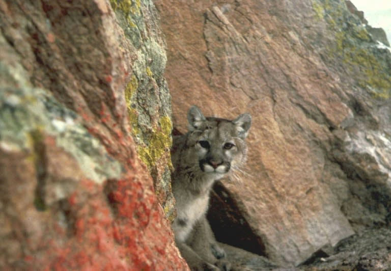 Ein Berglöwe, auch bekannt als Puma, wird im Westen der Vereinigten Staaten gesehen (HO)
