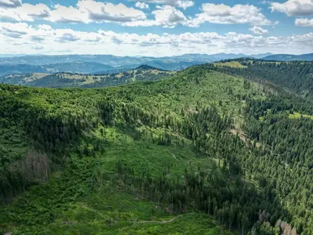 This aerial view taken on July 9, 2023, shows former logging areas in Romania's Tarhaus Valley (Ionut IORDACHESCU).Ionut IORDACHESCU/AFP/AFP