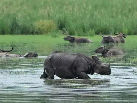 Indien: Überschwemmungen überschwemmen Nationalpark und töten sechs Nashörner 9/07/2024