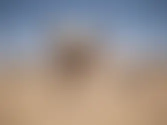 Das Sterben der Graslandschaften wurde „stark unterschätzt“: Bericht 23/05/2024