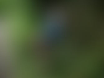 Ein Nelkenbauer ruht sich in Ternate, Nord-Maluku, aus (Yasuyoshi CHIBA) (Yasuyoshi CHIBA/AFP/AFP)