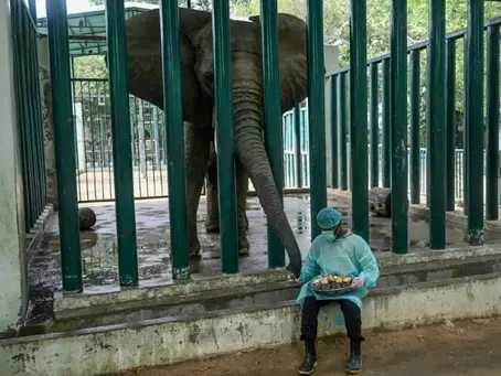 Mahout Ali Baloch füttert Malika, eine an Tuberkulose erkrankte Elefantin, im Karachi Safari Park mit Medikamenten versetzten Futterbällchen (Rizwan TABASSUM) (Rizwan TABASSUM/AFP/AFP)