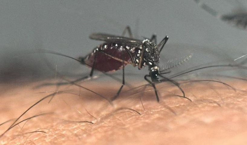Nahaufnahme der Dengue-Mücke von Pexels