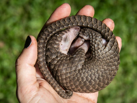 A white-bellied pangolin rescued from local animal traffickers in Uganda. All eight known pangolin species remain at high risk of extinction (ISAAC KASAMANI)