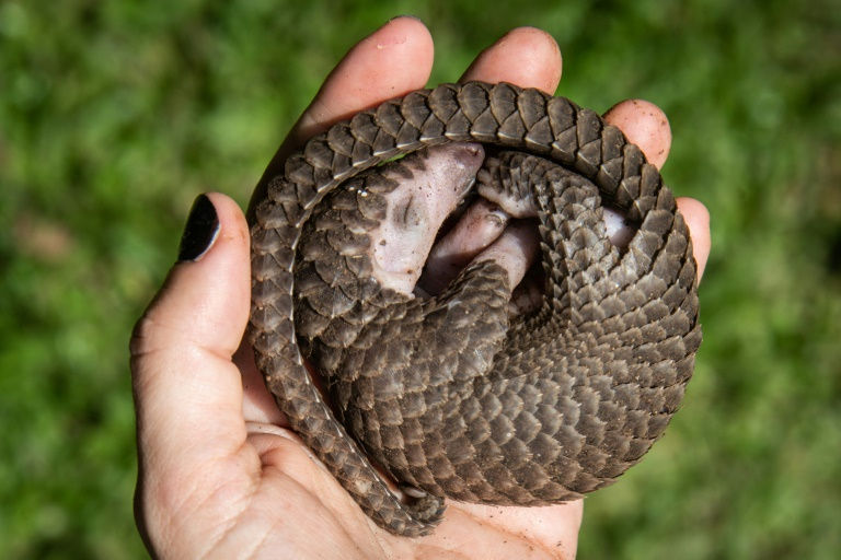 A white-bellied pangolin rescued from local animal traffickers in Uganda. All eight known pangolin species remain at high risk of extinction (ISAAC KASAMANI)