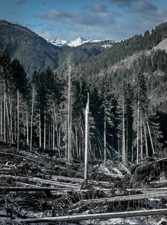 Part of a destroyed forest