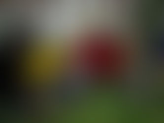 Auf der Jagd nach essbaren Pflanzen mit Londons urbanen Foragern 2/6/2024