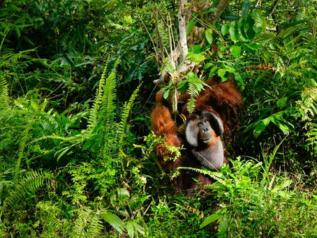 A ilha de Bornéu abriga orangotangos, macacos-de-nariz-longo, leopardos-nebulosos, macacos-rabo-de-porco, morcegos-raposa-voadores e os menores rinocerontes do planeta (JACK MOORE)