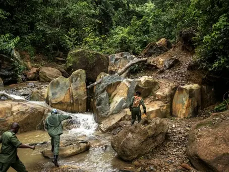 Waldhüter in Sierra Leone kämpfen einen schwierigen Kampf gegen die Entwaldung 19/07/2024