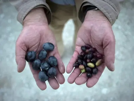 „Stresstest“: Olivenölproduzenten passen sich dem Klimawandel an 28/06/2024