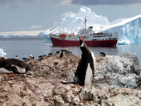 Kaiserpinguine sterben durch Eisschmelze auf neuem Tiefststand: Studie 26/04/2024