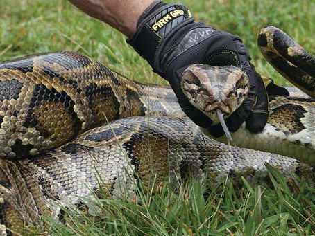 Kolumbianischer Designer wegen Reptilienhandtaschen zu 18 Monaten Haft verurteilt 23/04/2024