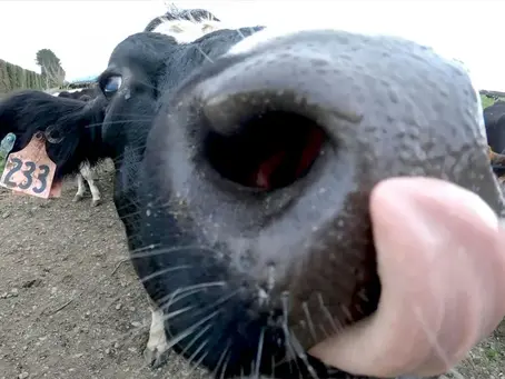 Neuseeland gibt Plan zur Besteuerung von Rülpsen und Furzen von Rindern auf 12/06/2024