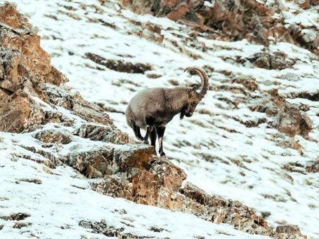 Mongolische Wildtiere durch Überweidung gefährdet 9/05/2024