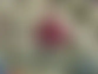 Vögel (im Bild Hühner) sind in Gefahr. Arquivo Agência Brasil